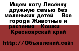 Ищем коту Лисёнку дружную семью без маленьких детей  - Все города Животные и растения » Кошки   . Красноярский край